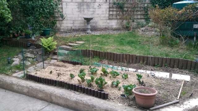 An Irish Redditor shared their incredible backyard transformation, detailing how the garden helped their mental health.