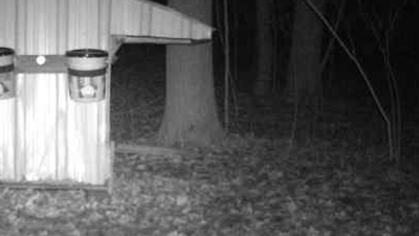 Only a few people in Ohio get to see badgers; these wildlife officials were ecstatic after reviewing footage from trail cameras.