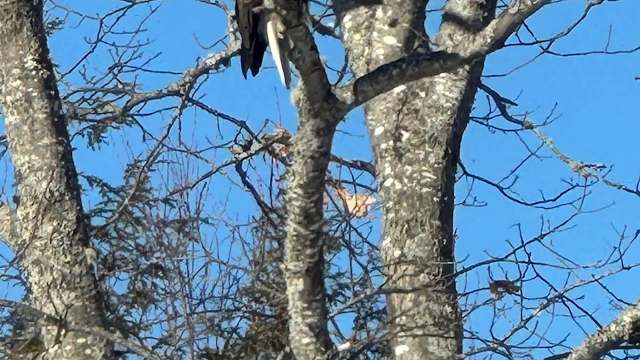 A birdwatcher shared their excitement with the online community after observing a pair of bald eagles roosting in their backyard.