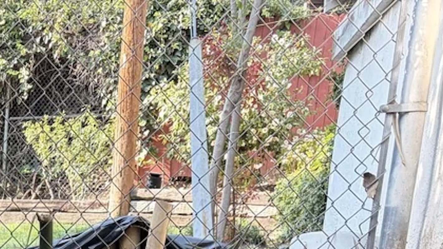 A photo of a tangled mass of bamboo roots sparked equal parts horror and sarcasm online.