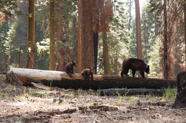 An alarming video seems to show oblivious tourists standing way too close to a mama bear and her cub at Yosemite National Park.