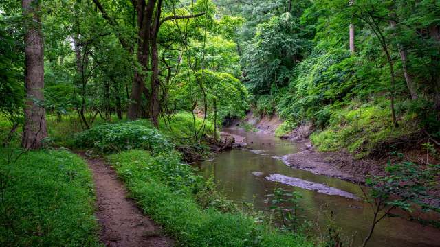 One lucky jogger got a rare glimpse of a beaver in an unusual Texas creek, thanks to ice melt from a recent storm.