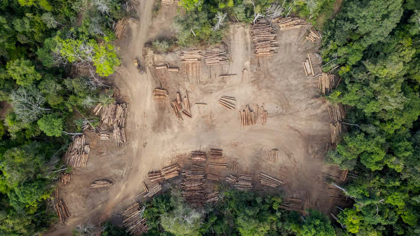 Beef is the most environmentally damaging food people consume today, and its production is destroying our planet's rainforests.