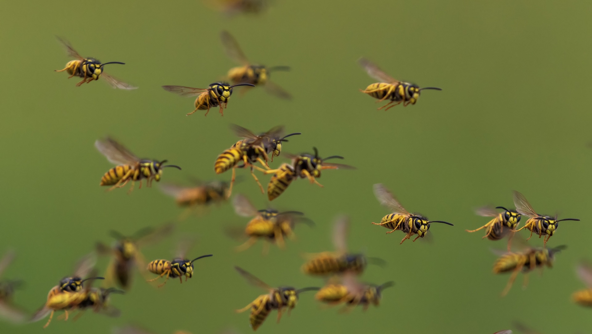 Researchers issue warning after observing concerning change in bee behavior: 'Critical'
