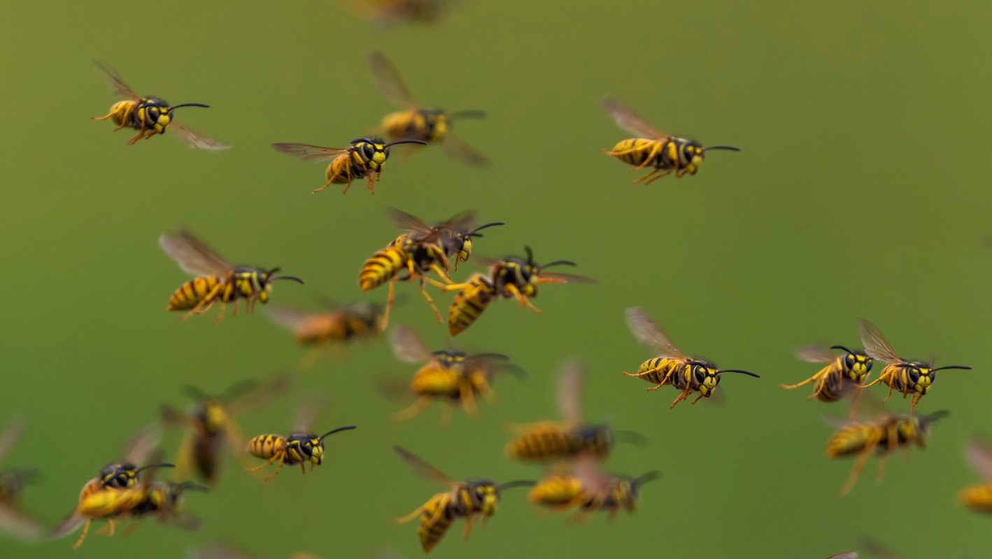Researchers in Australia have found a surprising change in bees' behavior in response to global climate change.