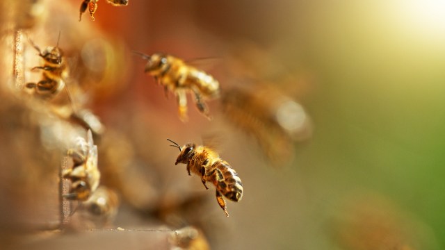 Rising global temperatures have had far-reaching effects, from sea-level rise to ecosystem disruption to honeybee colony survival.