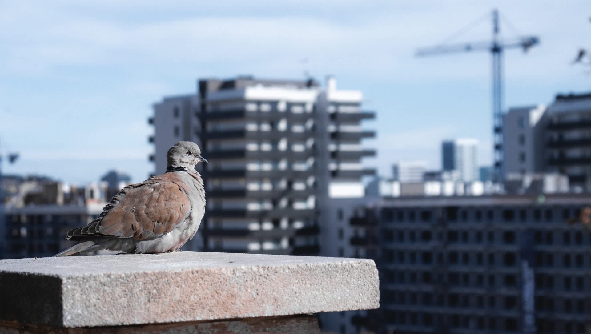 Researchers stunned after discovering unexpected change in birds: 'We were really shocked'