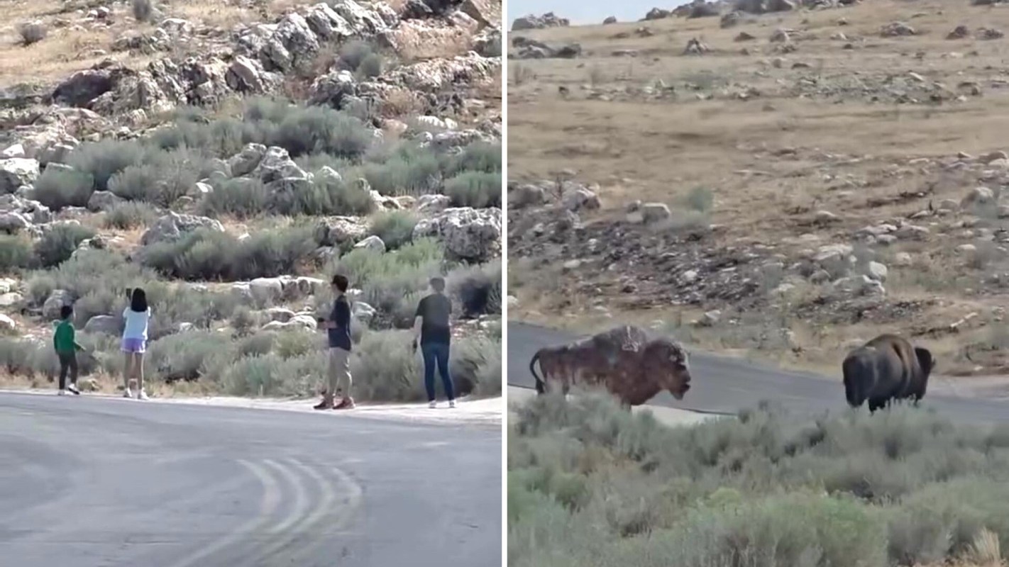 A video shared online is sparking an all-too-familiar conversation about bison's safety in national parks.