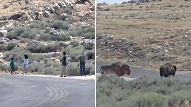 A video shared online is sparking an all-too-familiar conversation about bison's safety in national parks.