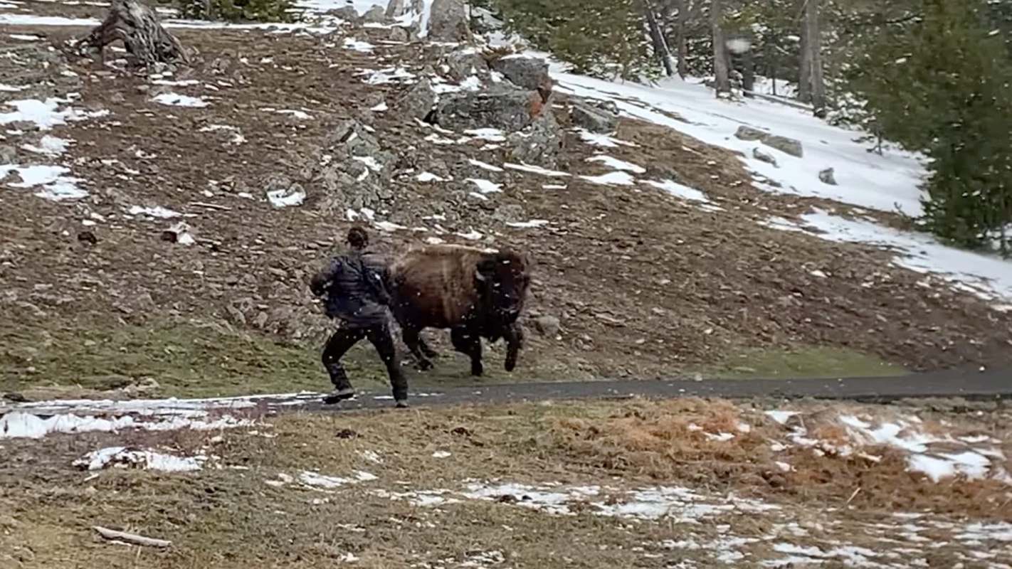 A tourist was quickly reminded that bison aren't looking to play games after the huge animal got wise to their presence.