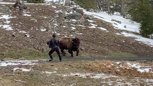 A tourist was quickly reminded that bison aren't looking to play games after the huge animal got wise to their presence.
