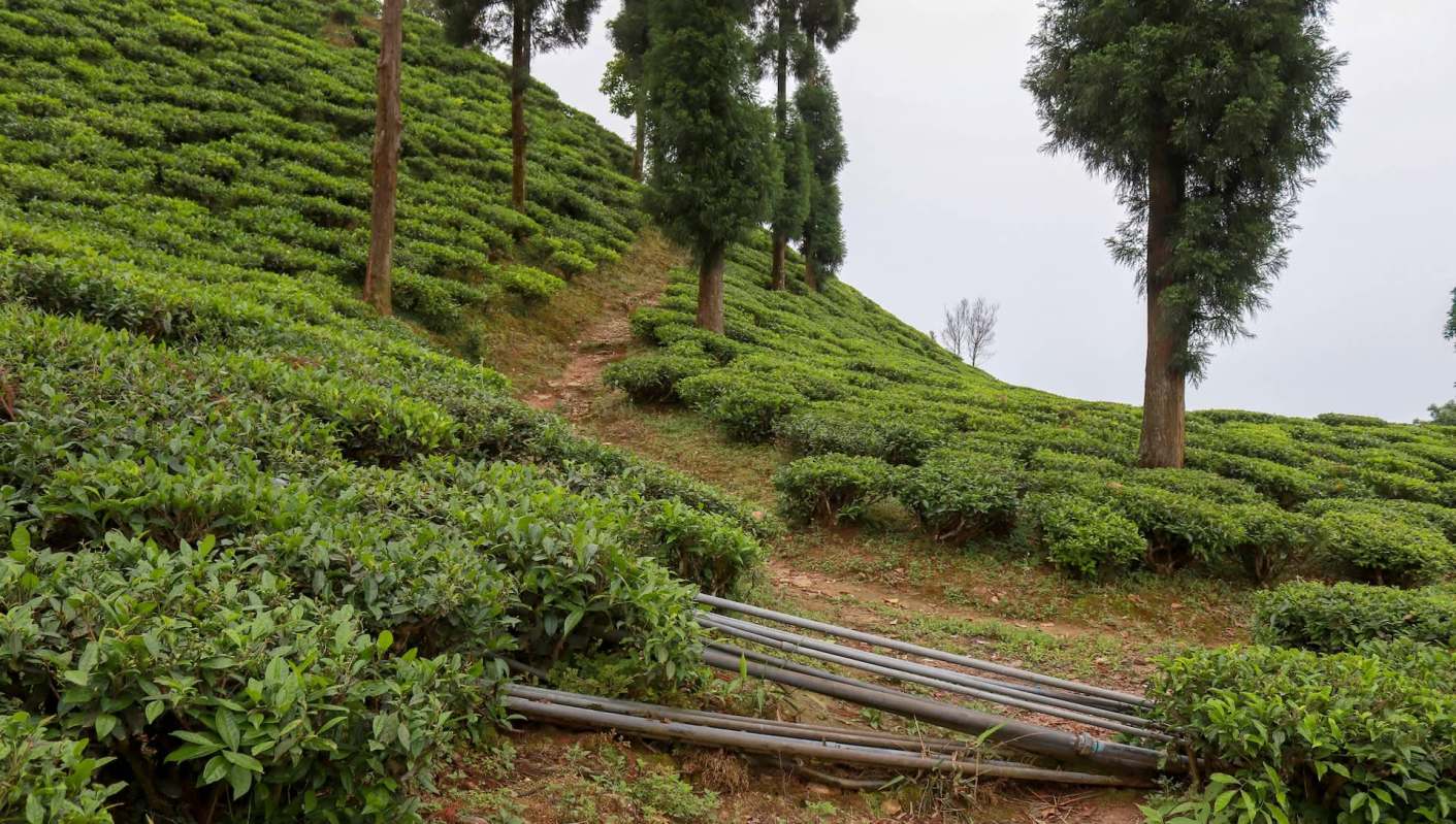 The presence of black leopards in India is contentious as degraded habitat and human settlement have pushed the apex predators into closer proximity to people.