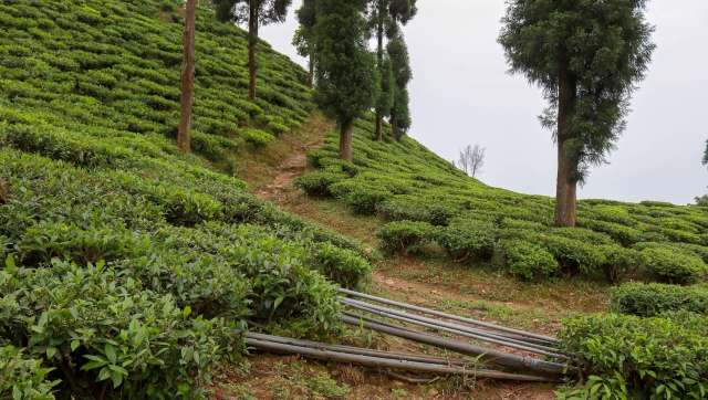The presence of black leopards in India is contentious as degraded habitat and human settlement have pushed the apex predators into closer proximity to people.