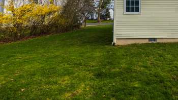 One Redditor was stumped by the menacing black slime growing on their lawn — luckily, the r/gardening community had answers.