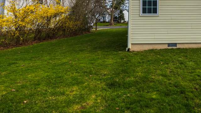 One Redditor was stumped by the menacing black slime growing on their lawn — luckily, the r/gardening community had answers.
