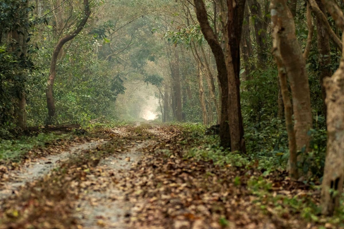 Former residents of Buxa Tiger Reserve reveal why they left their forest home to help wildlife.