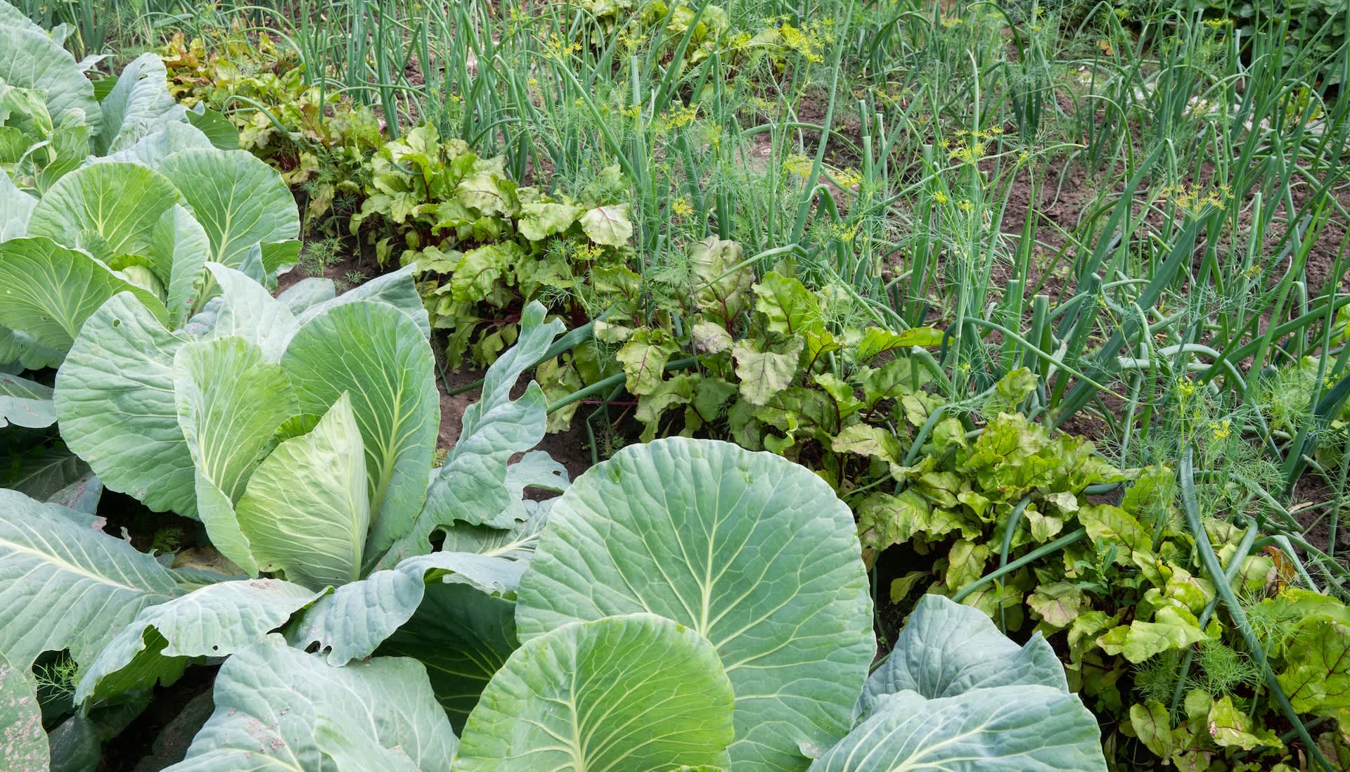 Gardener reveals brilliant hack using old cardboard boxes: 'This is genius'