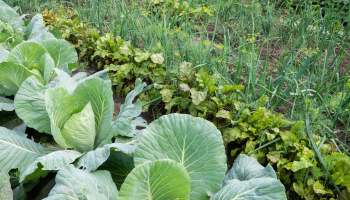 One clever gardener shared how to use cardboard and packaging material to prepare a healthy and weed-free wildflower bed.