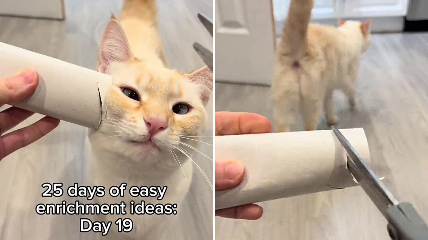 One TikTok account featured a series on cat enrichment ideas, including turning a toilet paper roll into a spiral toy.