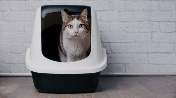 One Reddit user shared their cost-effective and eco-friendly way of using pine pellets as cat litter.