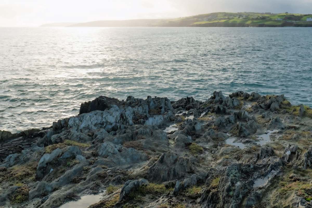 One beachgoer found a translucent creature along the shore in West Cork, Ireland. While it may have looked like an alien from outer space, it turned out to be a cat shark embryo anchored to seaweed.
