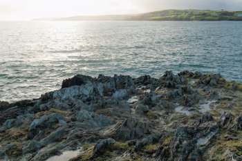One beachgoer found a translucent creature along the shore in West Cork, Ireland. While it may have looked like an alien from outer space, it turned out to be a cat shark embryo anchored to seaweed.