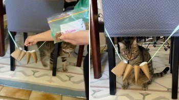 Pets of the Homeless Australia shared a video of a cat playing with cut toilet paper tubes, a clever DIY cat toy.