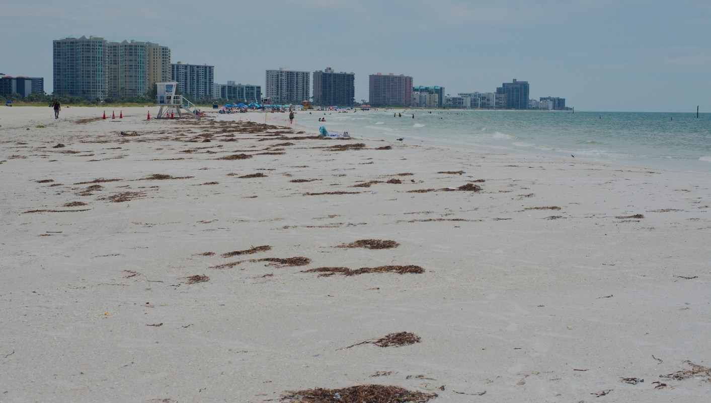 Florida's beaches are bracing for another intense sargassum season in 2026, and the economic stakes are high.
