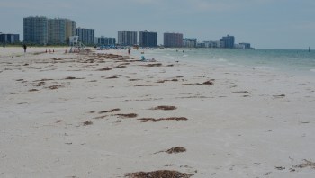 Florida's beaches are bracing for another intense sargassum season in 2026, and the economic stakes are high.