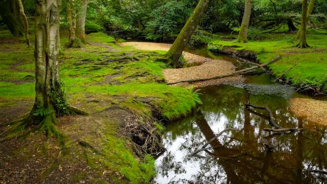 Coastal martens, a carnivorous mammal endemic to California and western Oregon, are slowly recovering.
