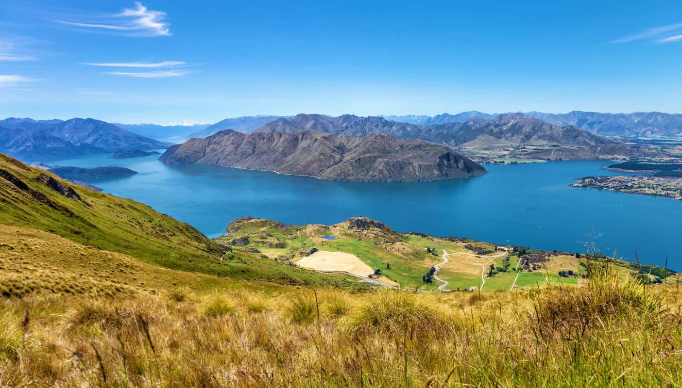 A four-year-old border terrier named Scout is helping to wipe out one of New Zealand's most destructive pests on the Otago Peninsula.