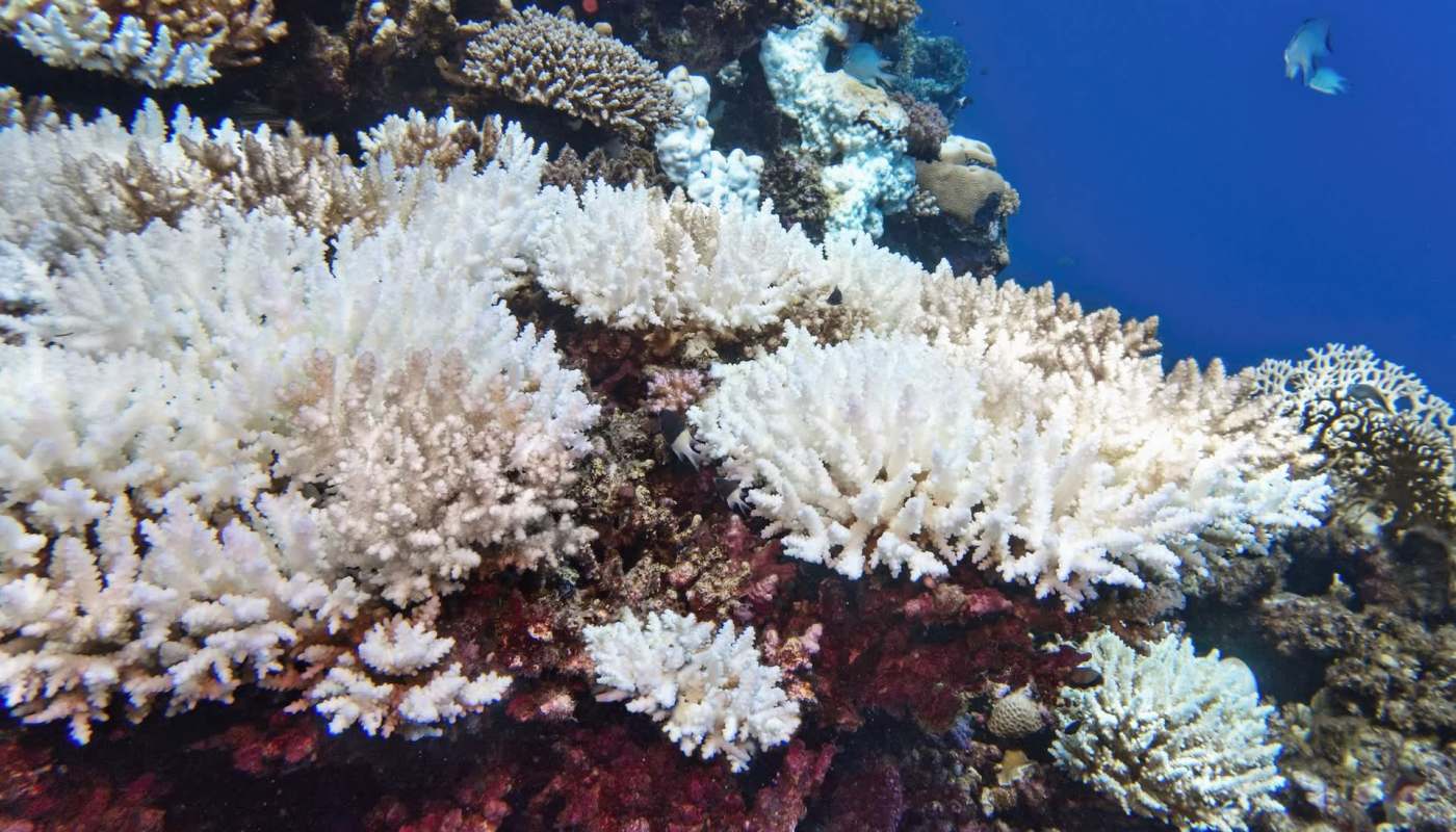 Coral reefs support about 25% of all marine species, but warming water temperatures are causing coral bleaching events.
