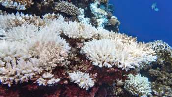Coral reefs support about 25% of all marine species, but warming water temperatures are causing coral bleaching events.