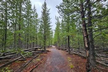 Researchers from Oregon State University installed remote cameras throughout Yellowstone National Park to monitor cougar populations and observe how the apex predators interact with other species, particularly wolves.