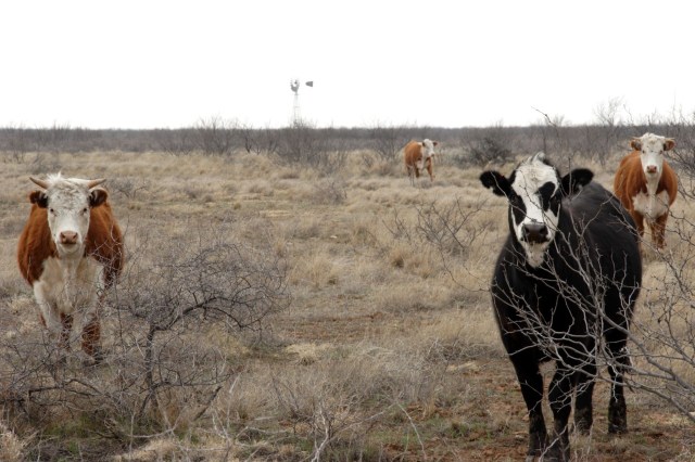 The Southern Plains are entering a sixth straight year of drought, and experts say the historic dry spell could permanently reshape one of the United States' most important industries.