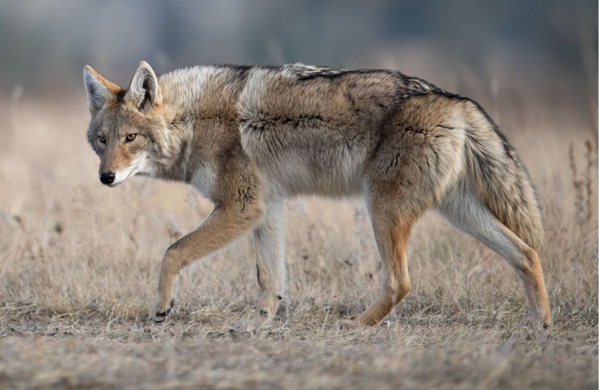 Police in Frisco, Texas, have received multiple reports of pets being attacked by bobcats, leading to concerns among local residents.