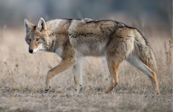 Police in Frisco, Texas, have received multiple reports of pets being attacked by bobcats, leading to concerns among local residents.