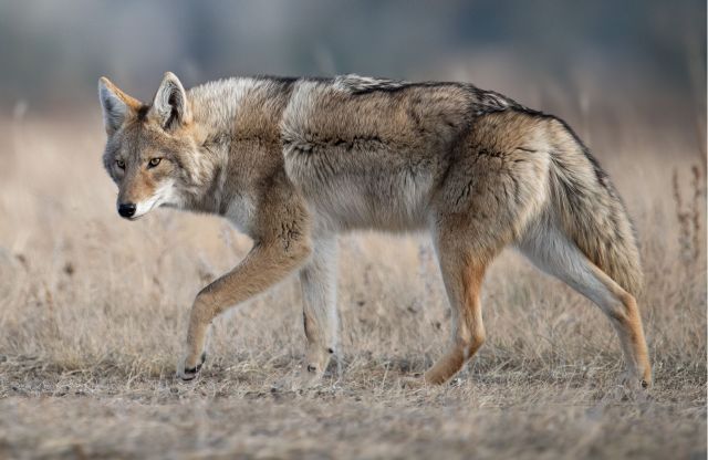 Police in Frisco, Texas, have received multiple reports of pets being attacked by bobcats, leading to concerns among local residents.