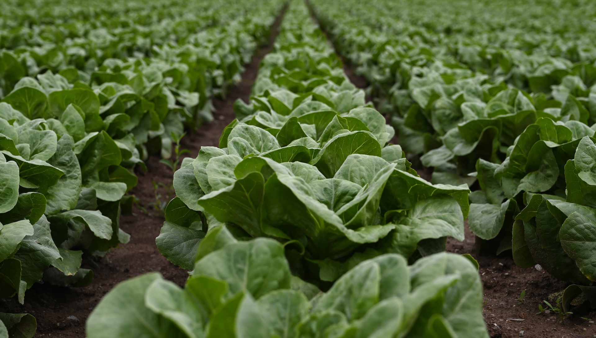 Farmers issue warning as key food item surges in price: 'This year's prices are unusual'