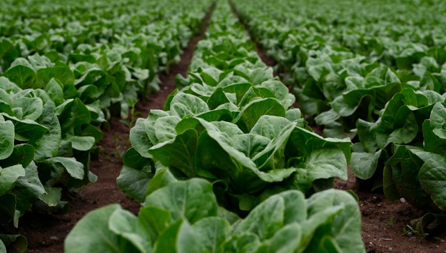 Prices of a popular agricultural product, betel leaf, have more than doubled since last year as heavy rains and destructive insects have devastated crop yields.