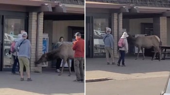 A video showed an elk drinking water from a downspout at a general store while tourists got dangerously close.