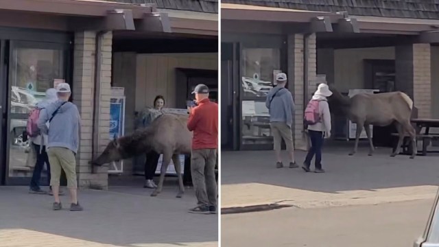 A video showed an elk drinking water from a downspout at a general store while tourists got dangerously close.