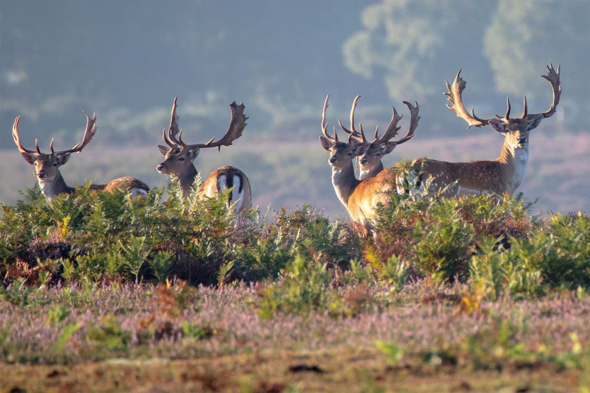 Deer trapped and dying in temporary fencing have become an upsetting and unexpected reality for walkers in rural Lincolnshire.