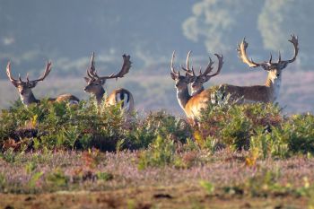 Deer trapped and dying in temporary fencing have become an upsetting and unexpected reality for walkers in rural Lincolnshire.
