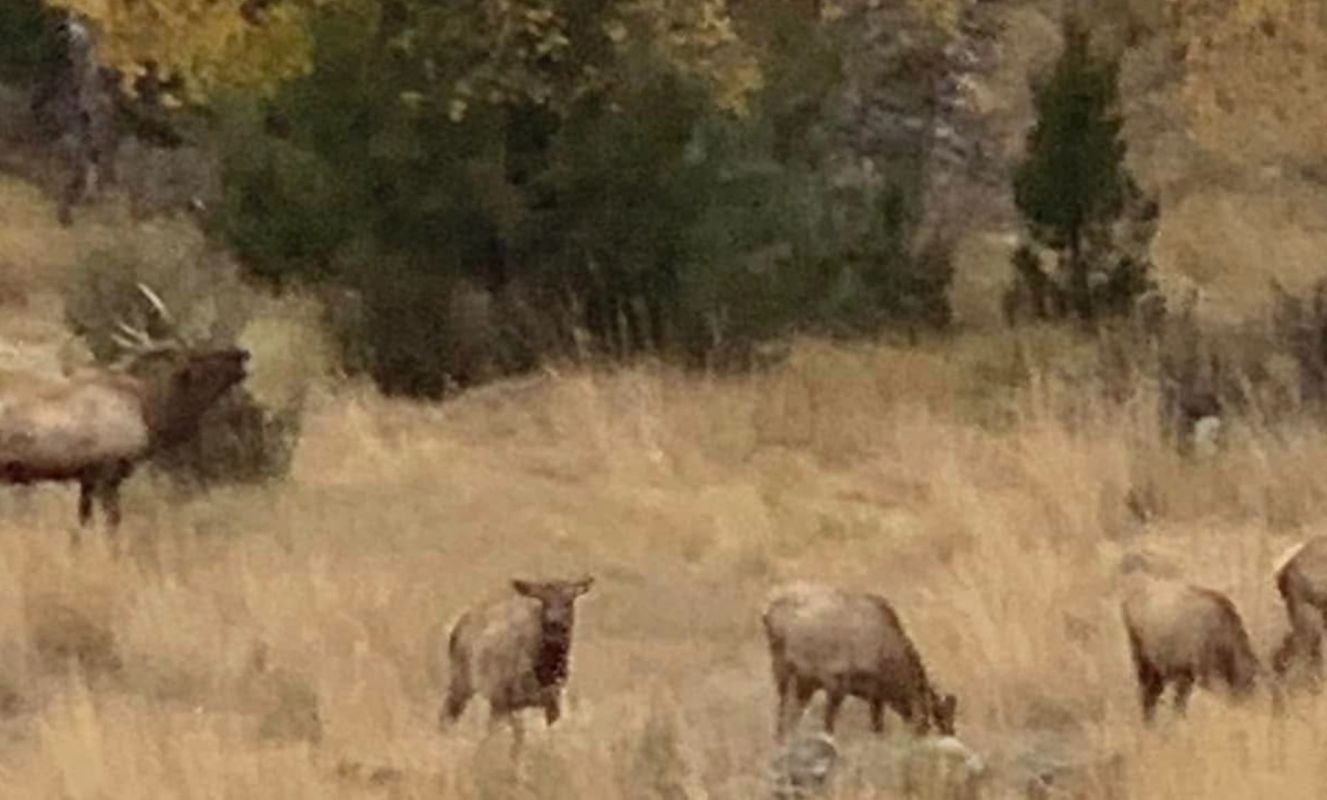 One Yellowstone visitor shared the photos in a post to the "Yellowstone National Park: Invasion of the Idiots" group on Facebook.
