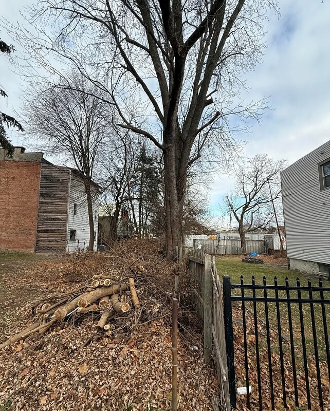 Redditors supported a homeowner battling a developer over an 80-year-old silver maple tree in a heated tree dispute.