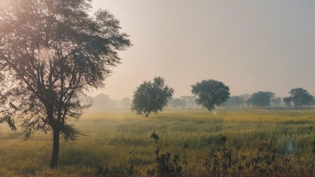 The Khivni Wildlife Sanctuary had a major milestone with the recent sightings of wild dogs' (dholes') and a tigress' with four cubs.