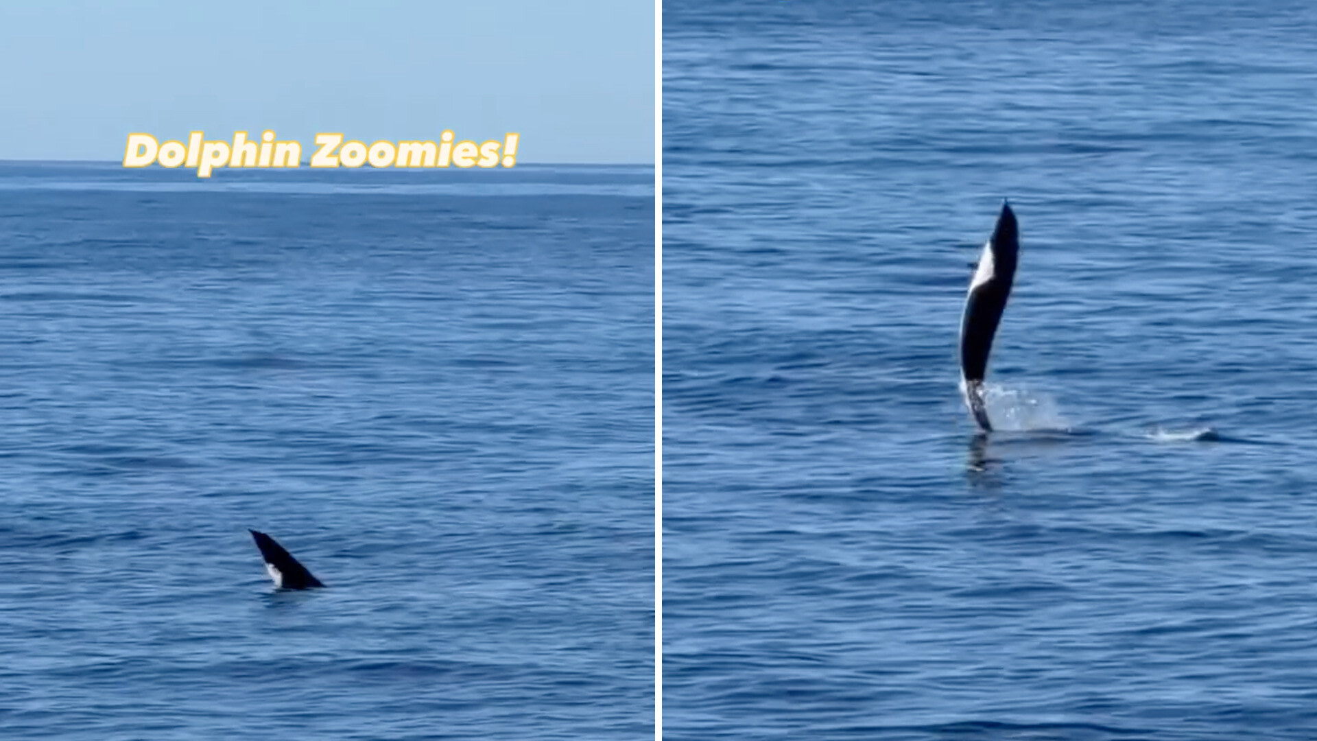 Whale watchers capture wild dolphin's 'rare behavior' off California coast: 'One of the coolest things I've ever seen'
