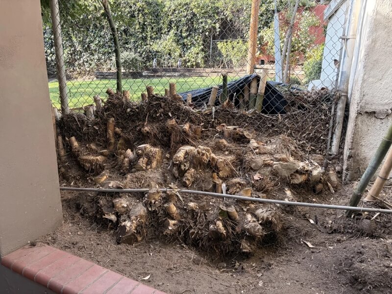 A photo of a tangled mass of bamboo roots sparked equal parts horror and sarcasm online.