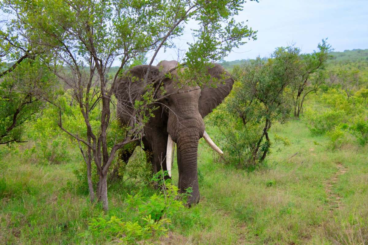In rural parts of Tamil Nadu, farmers say elephants are walking through their fields and destroying them.